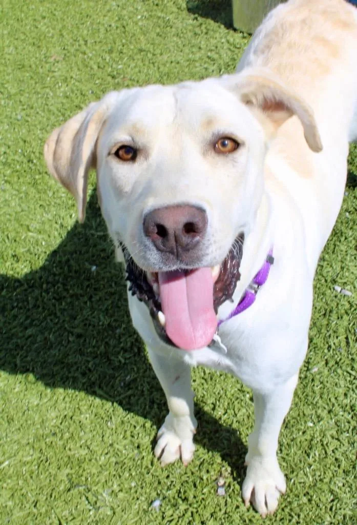 An adult medium-sized male Great Pyrenees dog named Yeti for adoption in Morgantown, KY