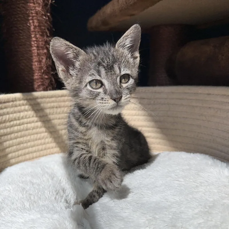 A baby small-sized male Brown / Chocolate Domestic Short Hair cat named Bobo Baby for adoption in Austin, TX
