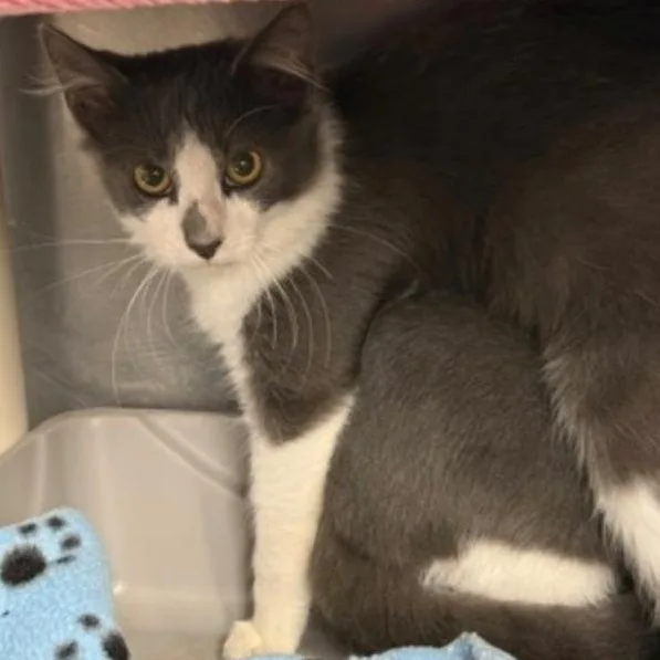 An adult medium-sized male Gray & White Domestic Short Hair cat named Wren for adoption in Marshall, NC