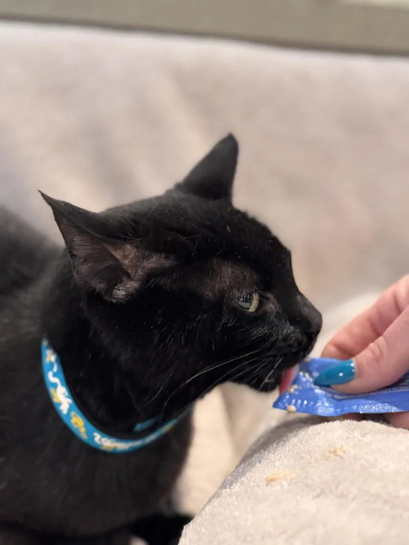 An adult medium-sized female Domestic Short Hair cat named Luka Bella for adoption in Lincoln, CA