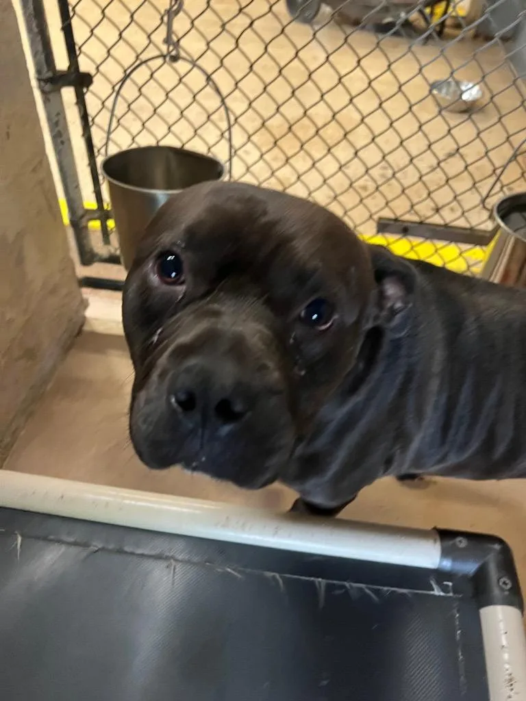 A senior medium-sized male Mixed Breed dog named Fisher for adoption in Troy, OH