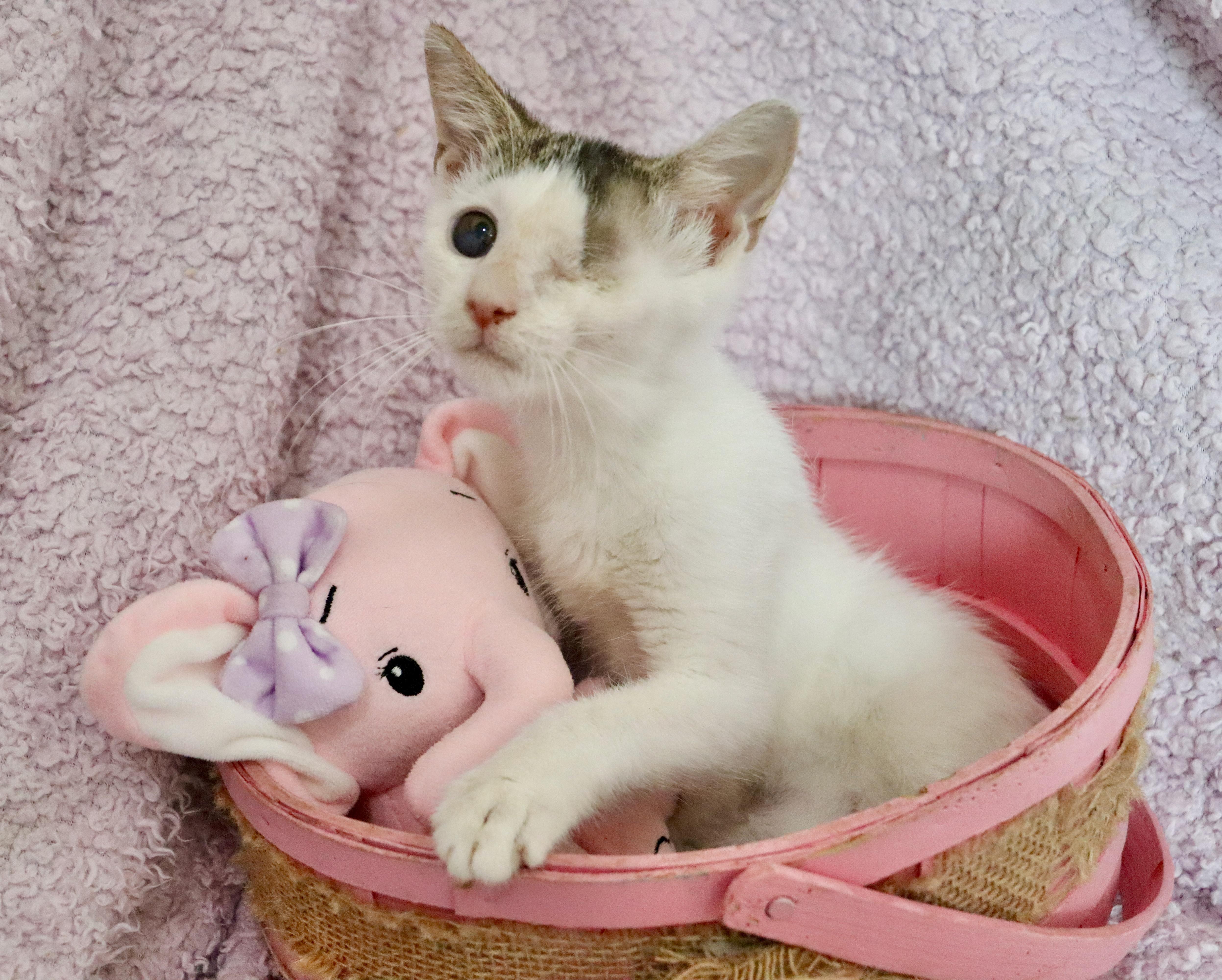 A baby medium-sized female Turkish Van cat named Bumble for adoption in Saint Augustine, FL
