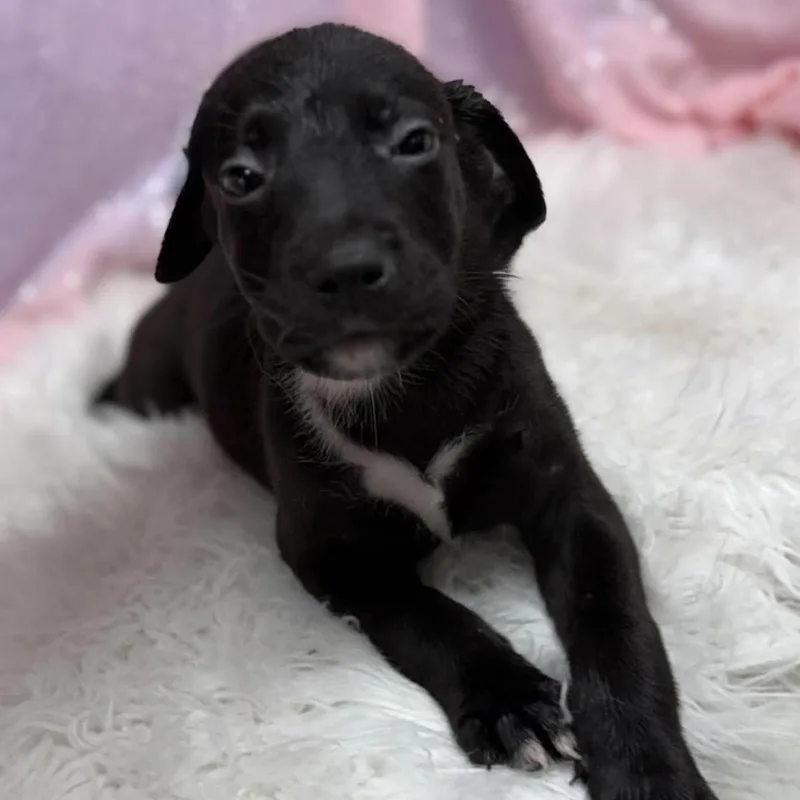 A baby medium-sized female Black Retriever dog named Feta for adoption in Cedarburg, WI