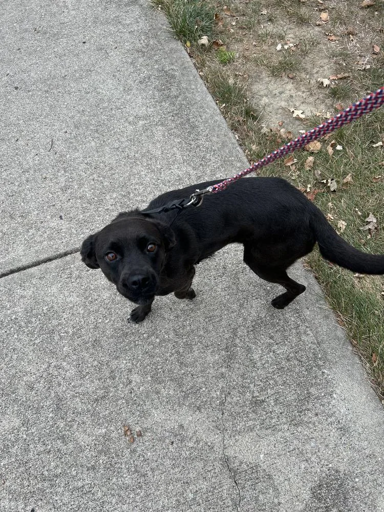 An adult medium-sized female Spaniel dog named Magnificent : Tina for adoption in Aurora, IN