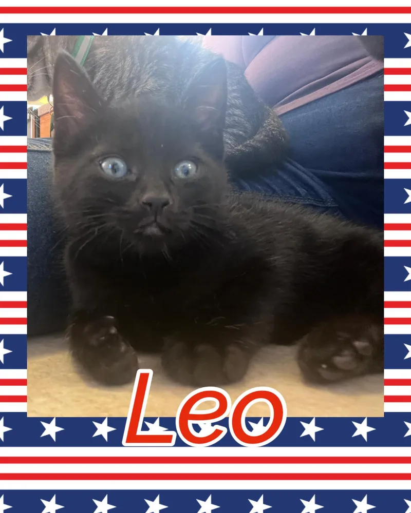 A baby medium-sized male Black Domestic Short Hair cat named Leo for adoption in Pasco, WA