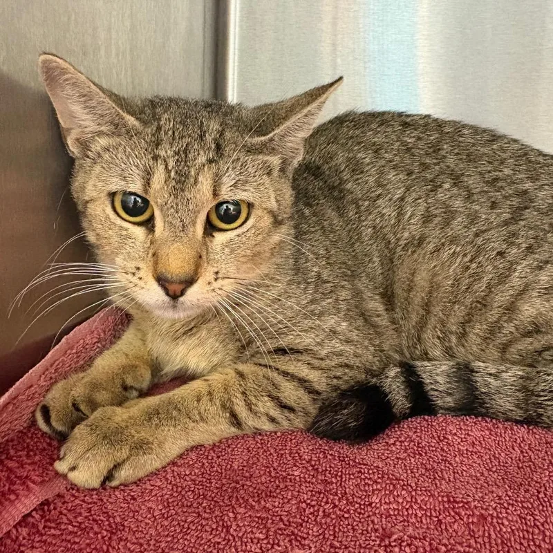 An adult medium-sized female Brown / Chocolate Domestic Short Hair cat named Scarlet for adoption in Englewood, FL