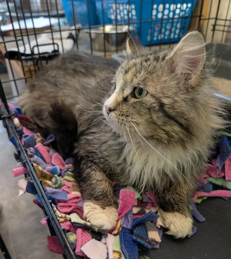 A senior large-sized male Domestic Long Hair cat named Scruffy for adoption in Ogden, UT