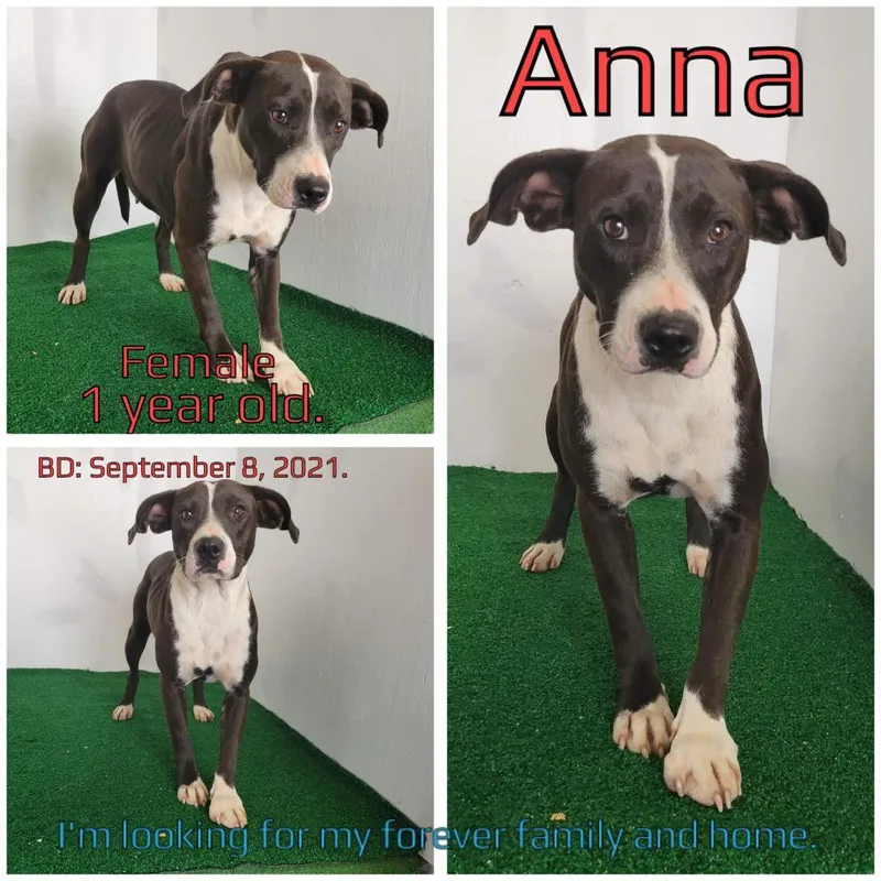 An adult medium-sized female Black Mixed Breed dog named Anna for adoption in Boaz, AL