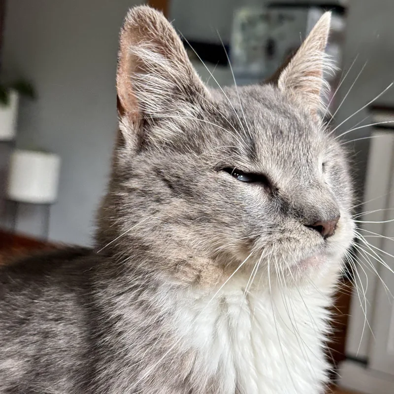 A young medium-sized female Gray & White Domestic Short Hair cat named Billie for adoption in Stoughton, WI