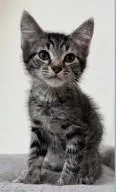 A young medium-sized male Domestic Short Hair cat named Portland for adoption in Kansas City, MO