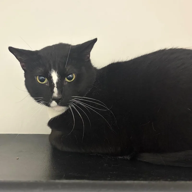 An adult large-sized male Black Domestic Short Hair cat named Biggun for adoption in Nashville, TN