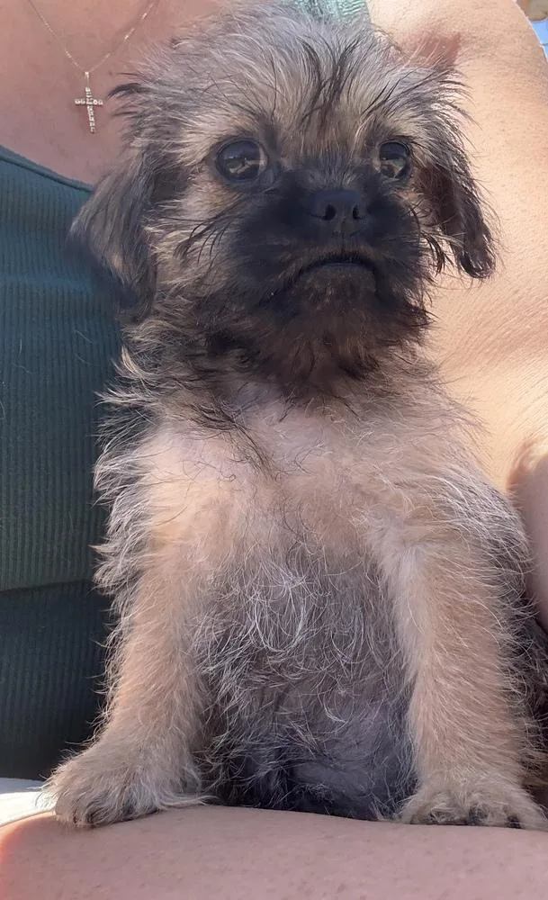A baby small-sized female Pug dog named Saturn for adoption in San Diego, CA