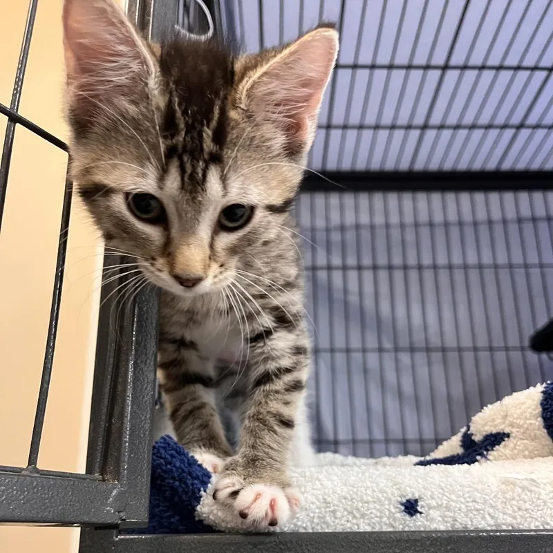 A baby small-sized female Brown / Chocolate Domestic Short Hair cat named Phoenix for adoption in Lakeland, FL