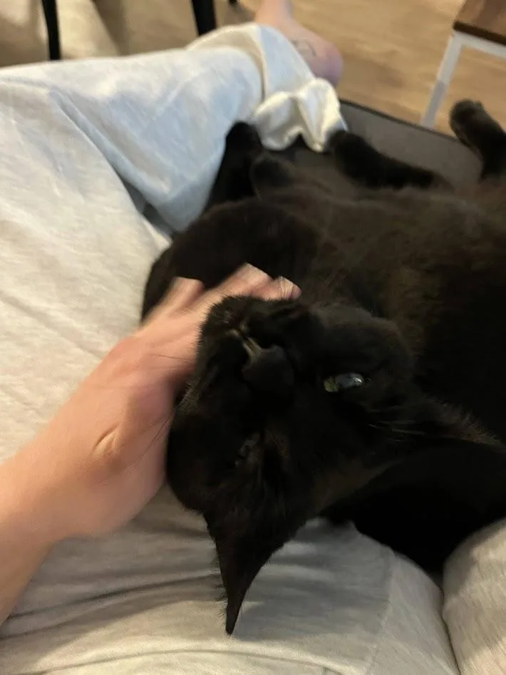An adult large-sized male Domestic Short Hair cat named Alfatfa for adoption in Derwood, MD