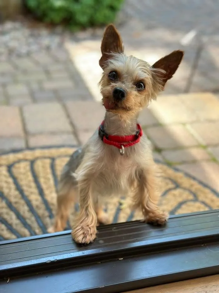 An adult small-sized male Tricolor (Brown, Black, & White) Yorkshire Terrier dog named Pops for adoption in Wausau, WI