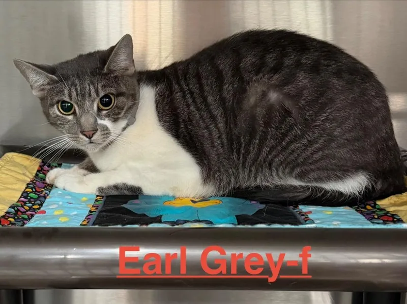 An adult small-sized female Tabby cat named Earl Grey for adoption in Brookhaven, MS