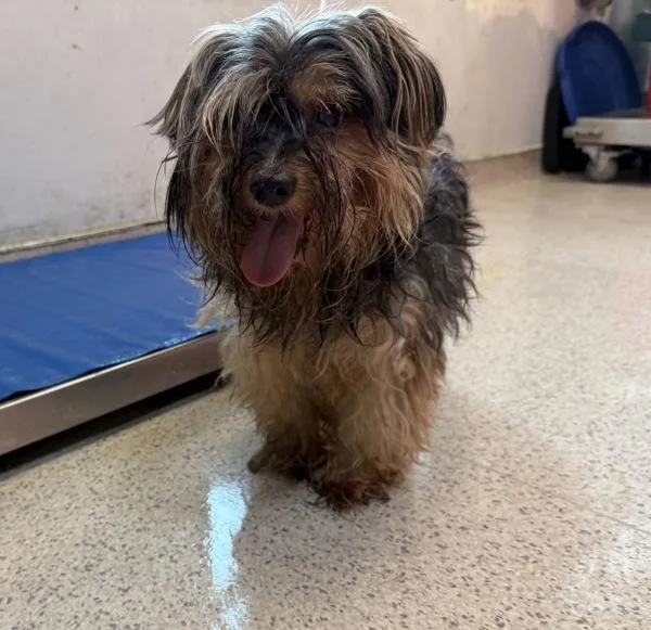 A senior small-sized male Mixed Breed dog named Gecko for adoption in New York, NY
