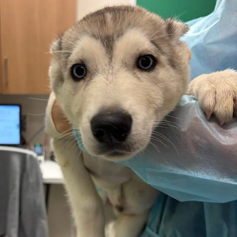 A baby small-sized male White / Cream Husky dog named Ross for adoption in Reno, NV