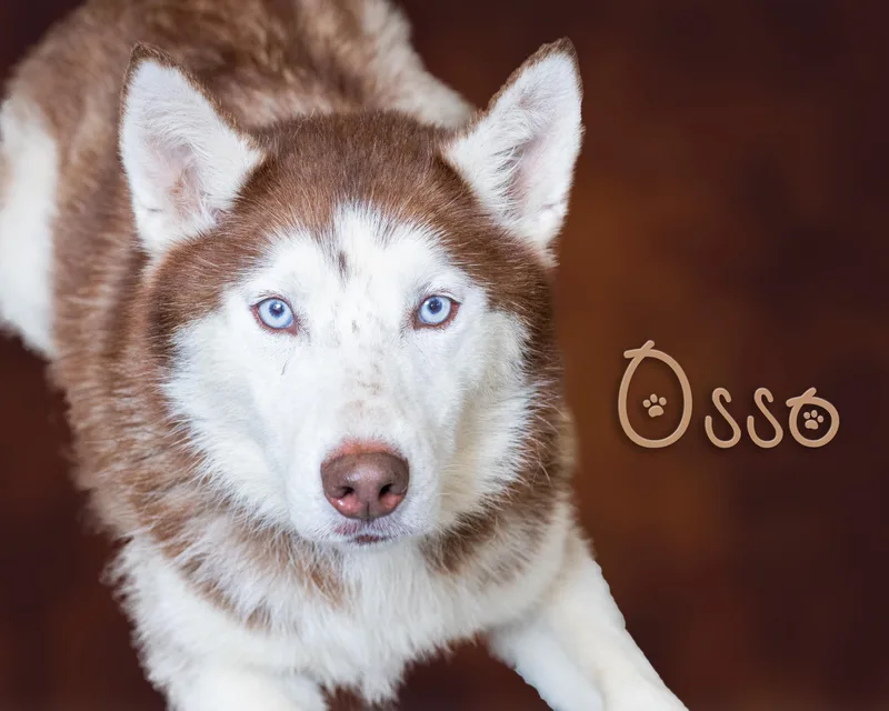 Osso