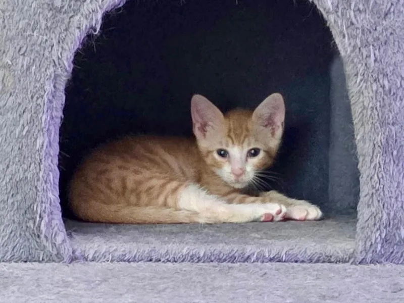 A baby medium-sized male Tabby (Orange / Red) Domestic Short Hair cat named David Bowie for adoption in Great Neck, NY