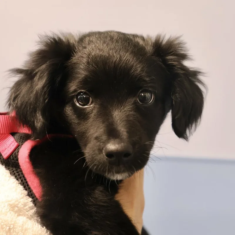 A baby small-sized female Black Border Collie dog named Bell for adoption in Briarcliff Manor, NY
