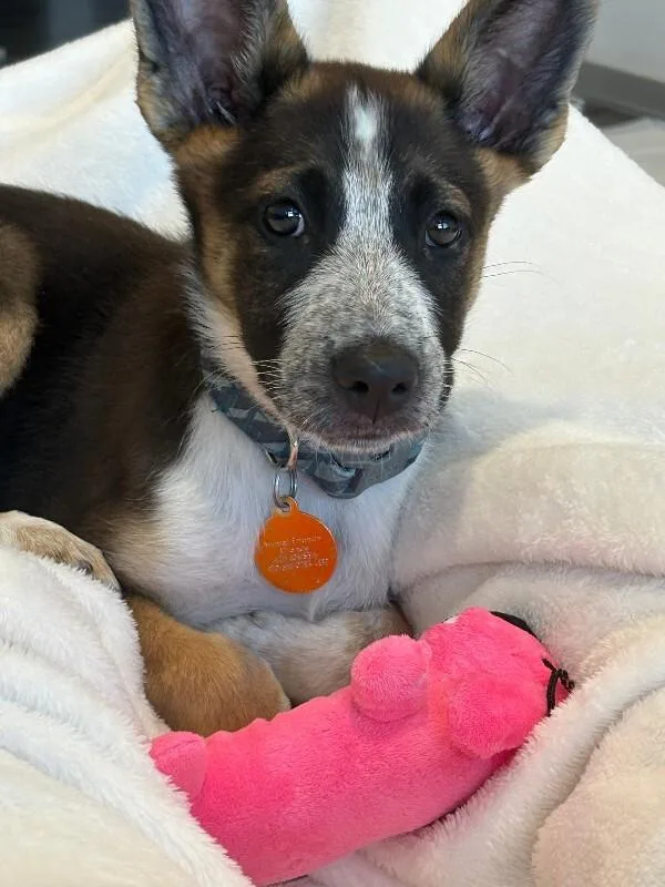 Bonnie
