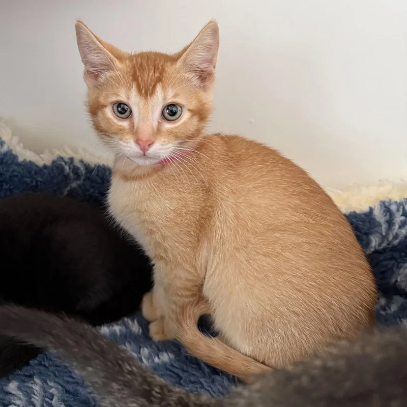 A baby small-sized male Orange / Red Domestic Short Hair cat named Garfield for adoption in Oakland, CA