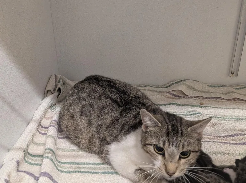A young medium-sized female Domestic Short Hair cat named Torrie for adoption in Huntsville, TX