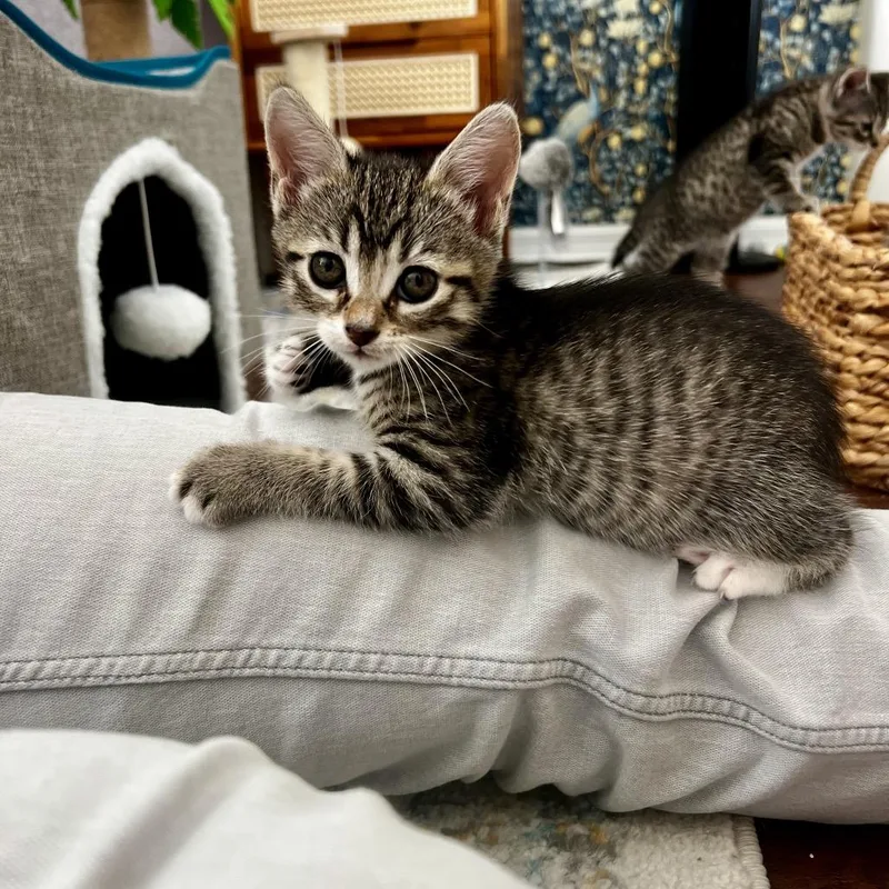 A baby small-sized female Gray / Blue / Silver Domestic Short Hair cat named Beamish for adoption in Juno Beach, FL
