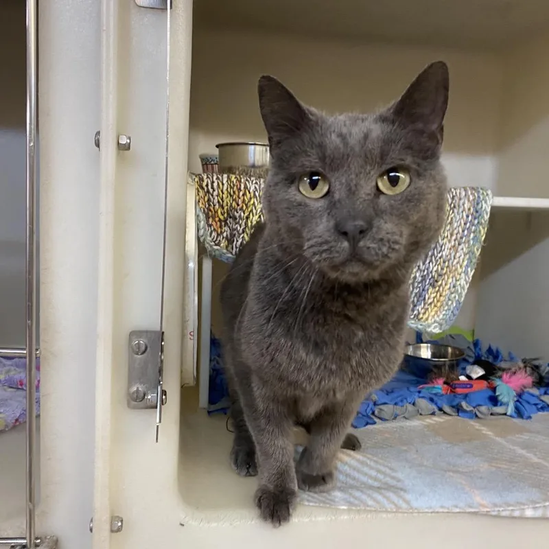 An adult small-sized male Gray / Blue / Silver Domestic Short Hair cat named Mushroom for adoption in Madison, WI