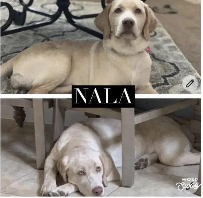 An adult medium-sized female Labrador Retriever dog named Nala for adoption in canyon lake, TX