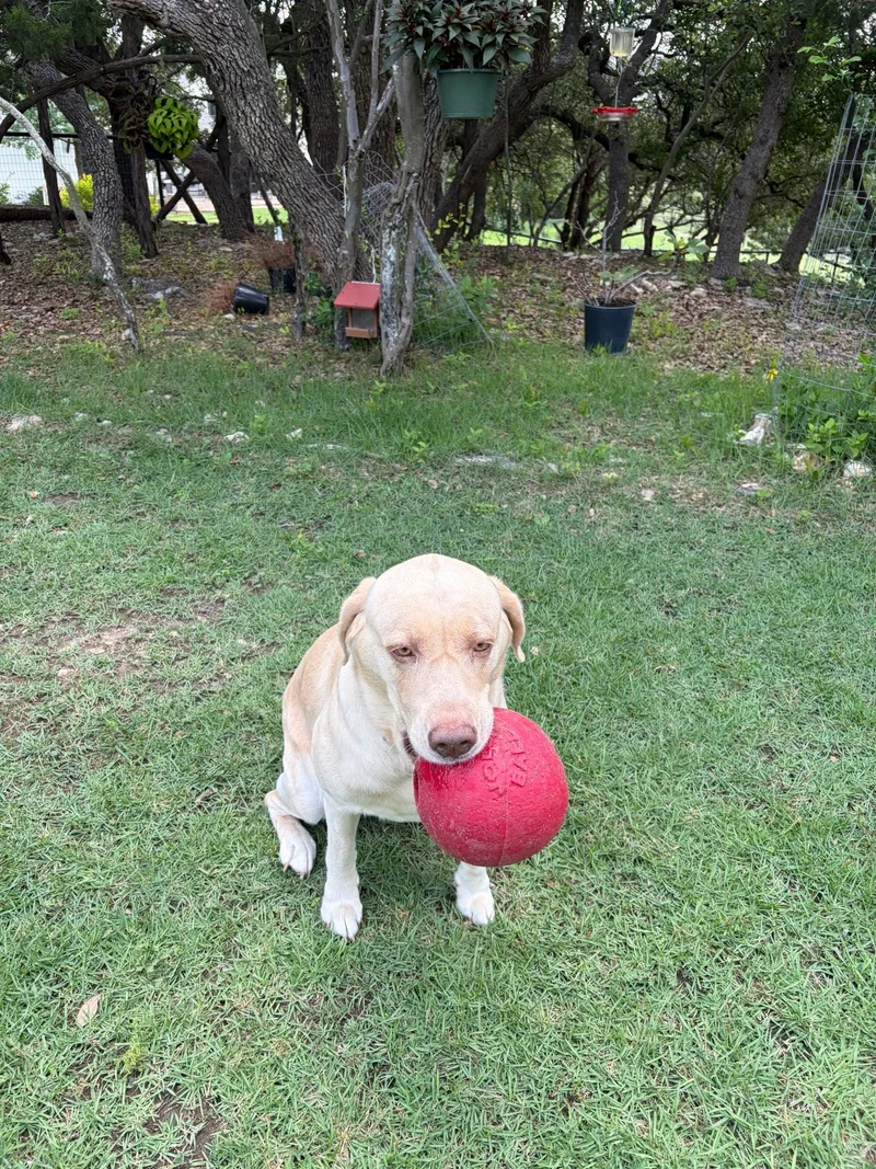Nala thumbnail 4