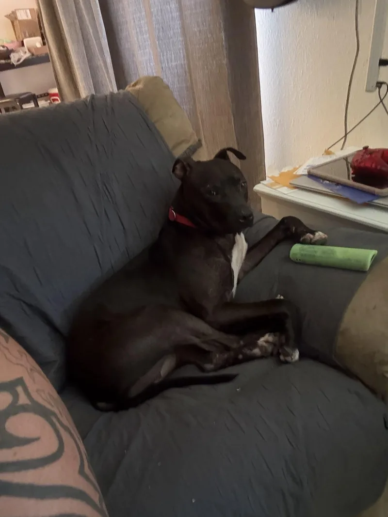 A young medium-sized male Black Pit Bull Terrier dog named Squeaky for adoption in Glendale, AZ