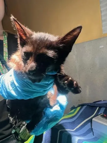 A baby small-sized male Domestic Short Hair cat named Jonah for adoption in Honolulu, HI