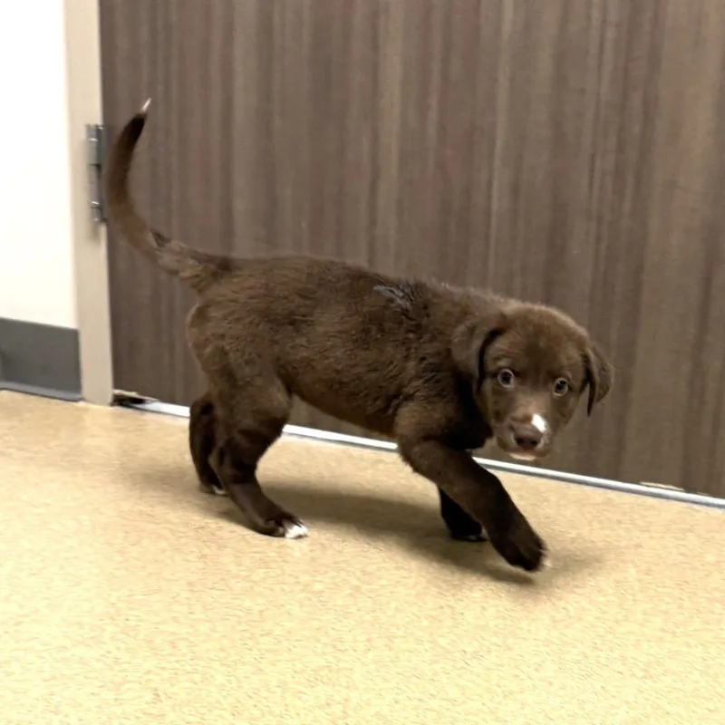 A baby medium-sized female Labrador Retriever dog named Triangle for adoption in Brenham, TX