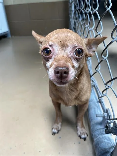 An adult small-sized female Chihuahua dog named Lola for adoption in Chula Vista, CA