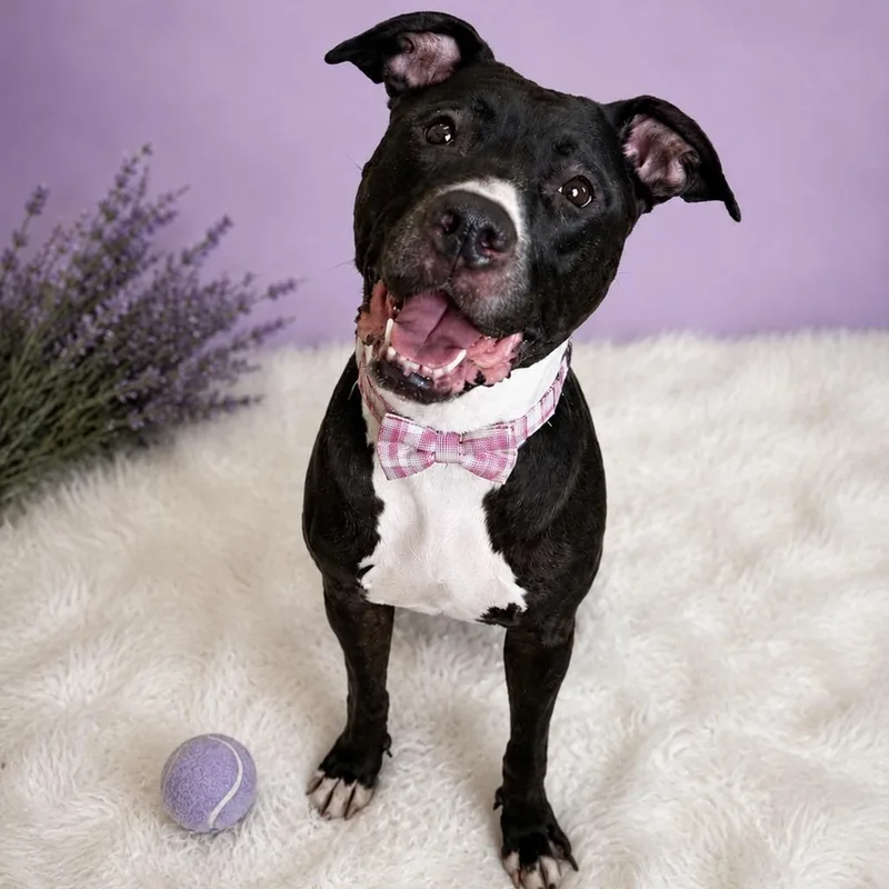 A senior large-sized female Black Mixed Breed dog named Thena for adoption in Binghamton, NY