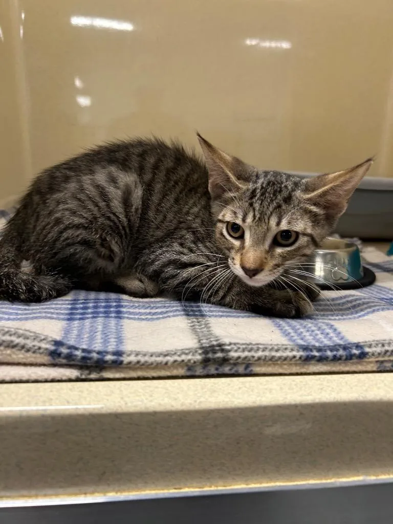 A baby small-sized male Domestic Short Hair cat named Pudding for adoption in Gautier, MS