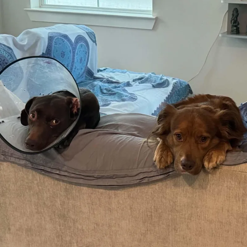 Beau & Bear