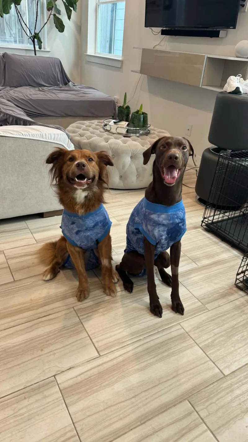 Beau & Bear  thumbnail 4