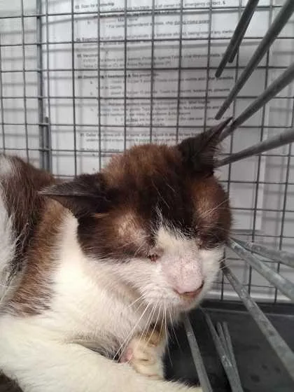 A senior large-sized male Domestic Short Hair cat named Mr. Rodgers for adoption in Sevierville, TN