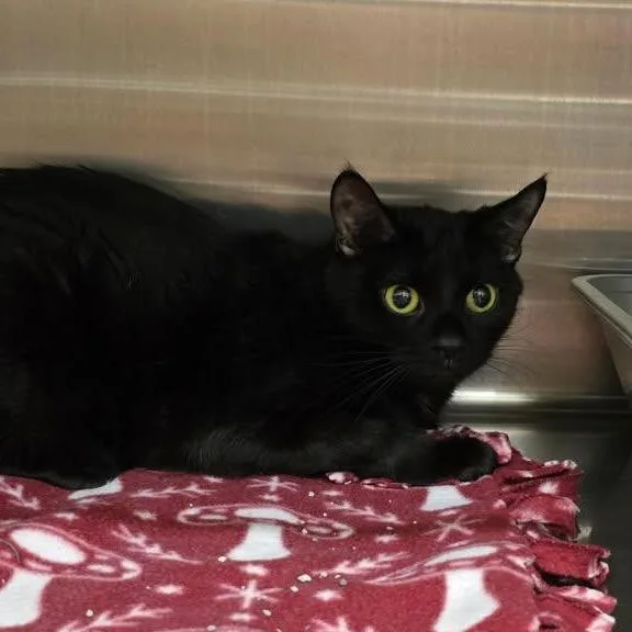 An adult medium-sized female Black Domestic Short Hair cat named June Bug for adoption in Hamburg, NY