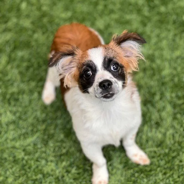 A baby small-sized male Terrier dog named Nancy the Puppy! for adoption in Burlingame, CA