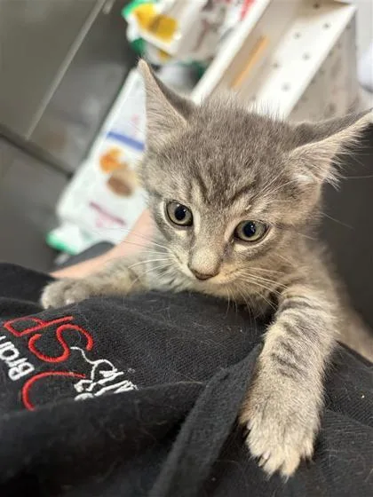 A baby small-sized male Domestic Short Hair cat named Mr. Potato Head for adoption in West Chester, PA