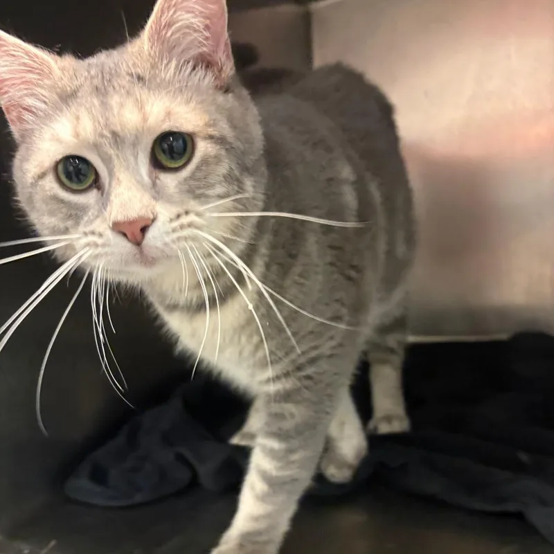An adult medium-sized male Gray / Blue / Silver Domestic Medium Hair cat named Isaac for adoption in Chattanooga, TN