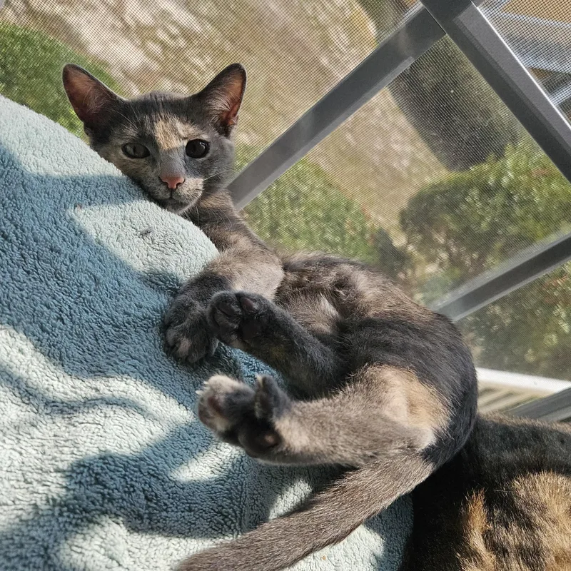 A baby medium-sized female Dilute Tortoiseshell cat named Yeti for adoption in Wilmington, NC