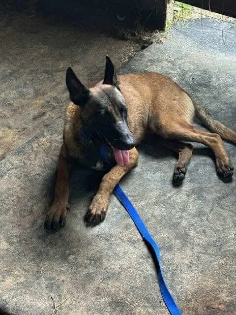 An adult large-sized male Belgian Shepherd / Malinois dog named Woody for adoption in Houston , TX