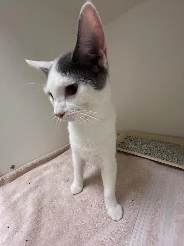 An adult medium-sized female White Domestic Short Hair cat named Iron for adoption in Hobbs, NM