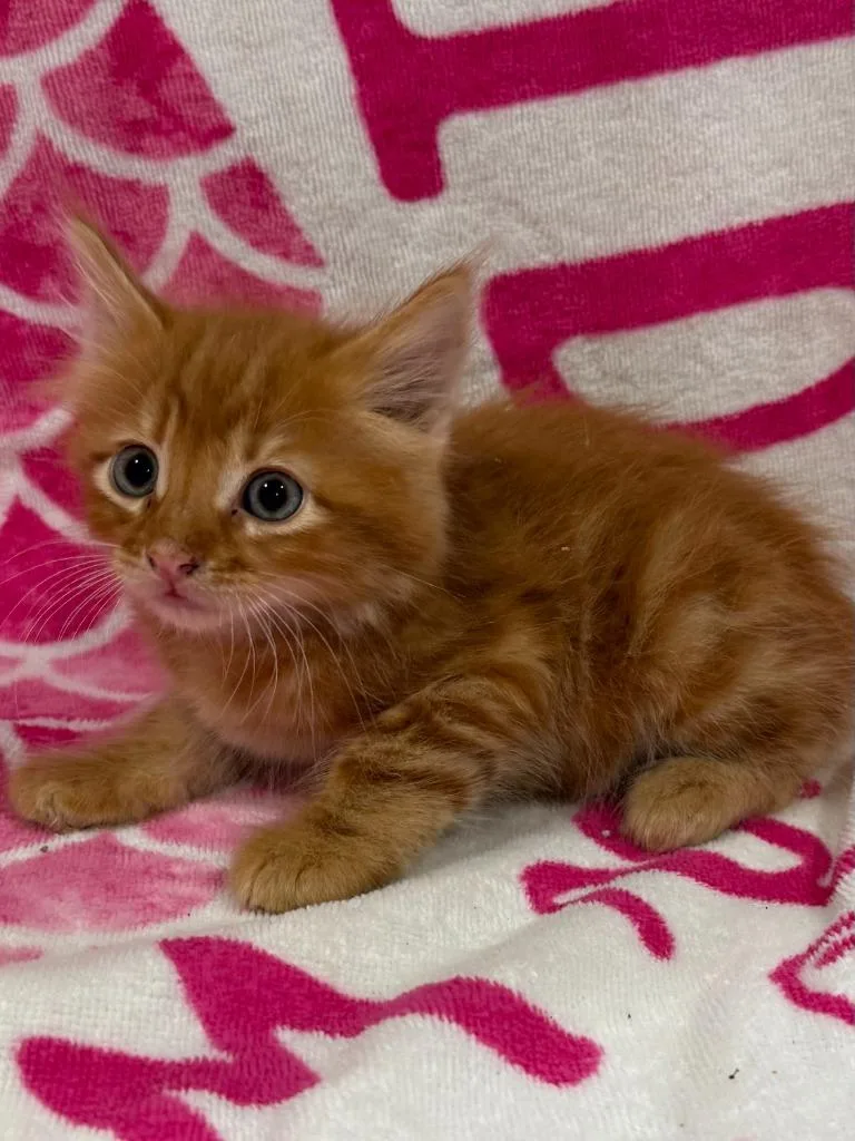A baby medium-sized male Domestic Long Hair cat named Madagascar for adoption in Vacaville, CA