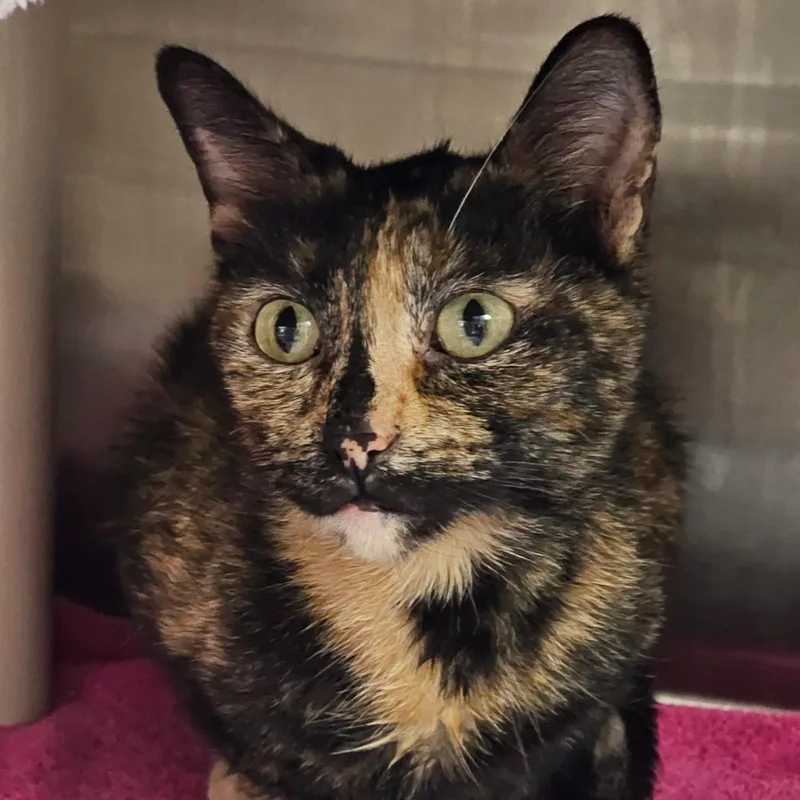 A young medium-sized female Domestic Short Hair cat named Bjork for adoption in Shoreline, WA